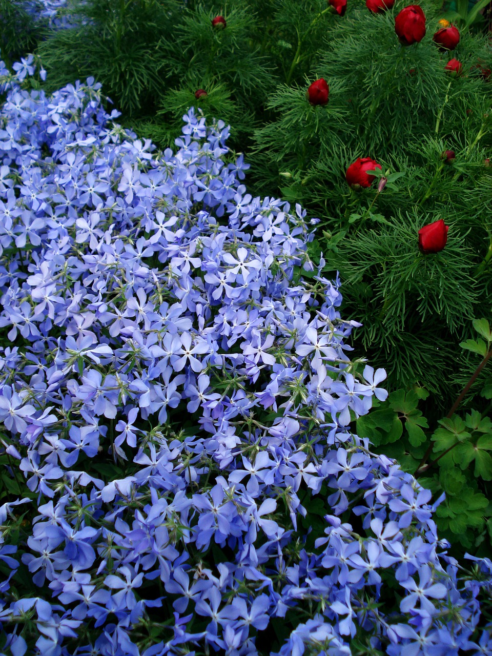 flowers spring flowers blue flowers free photo