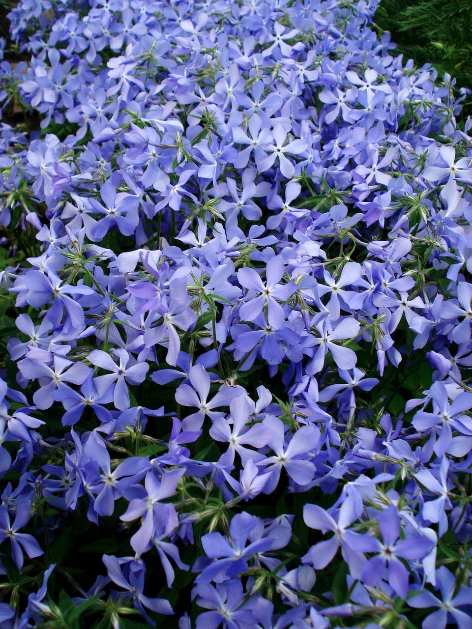 flowers spring flowers blue flowers free photo