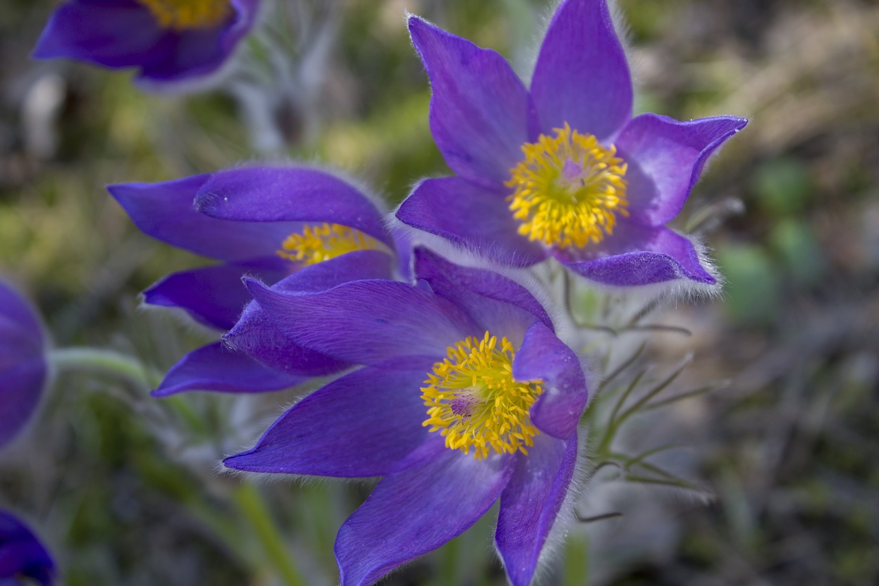 flowers  cross spring  sleep-grass free photo