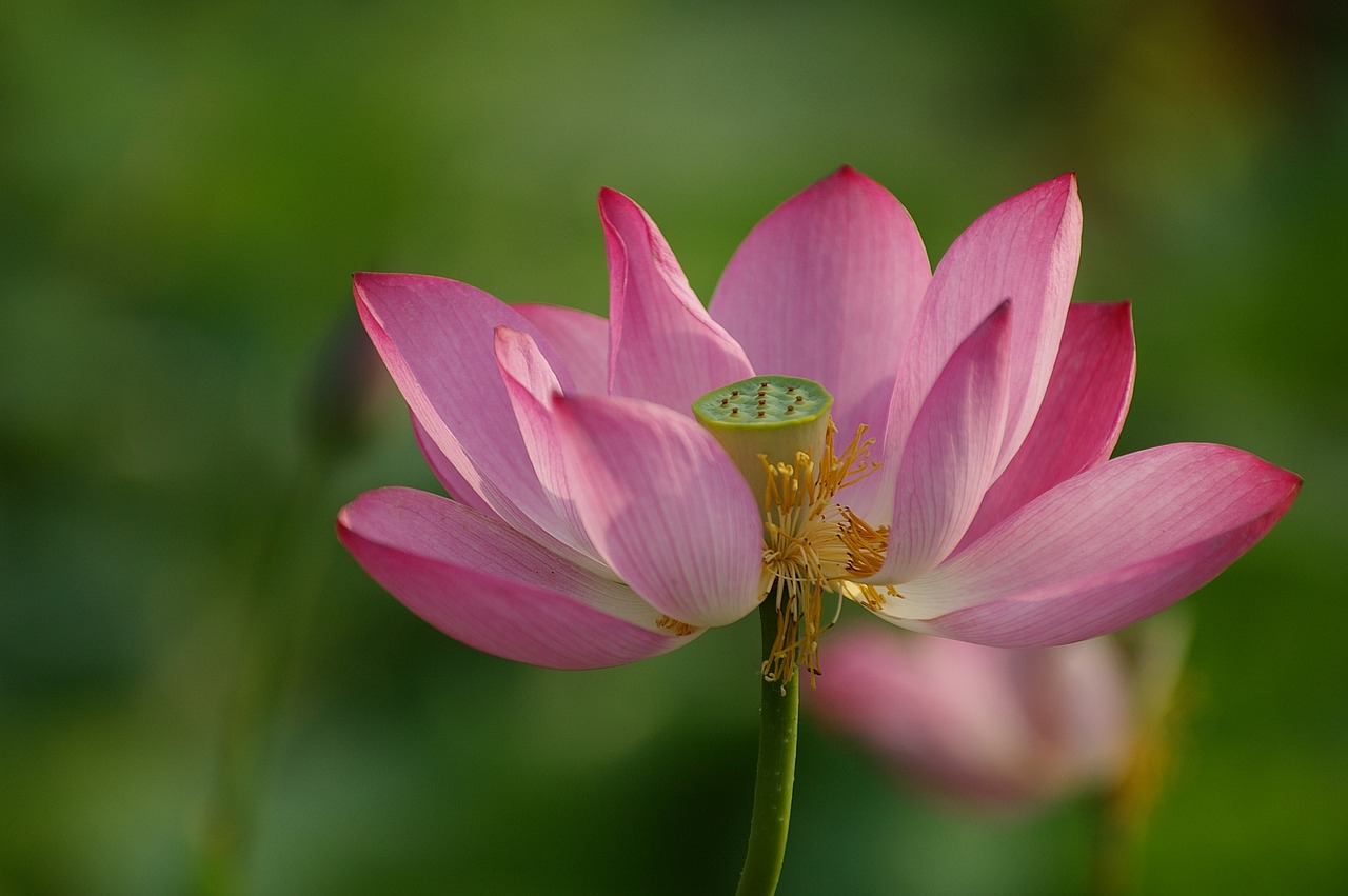 flowers  lotus  nature free photo