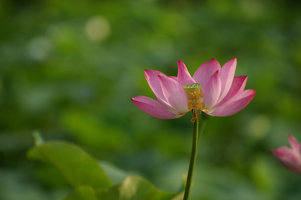 flowers  lotus  nature free photo