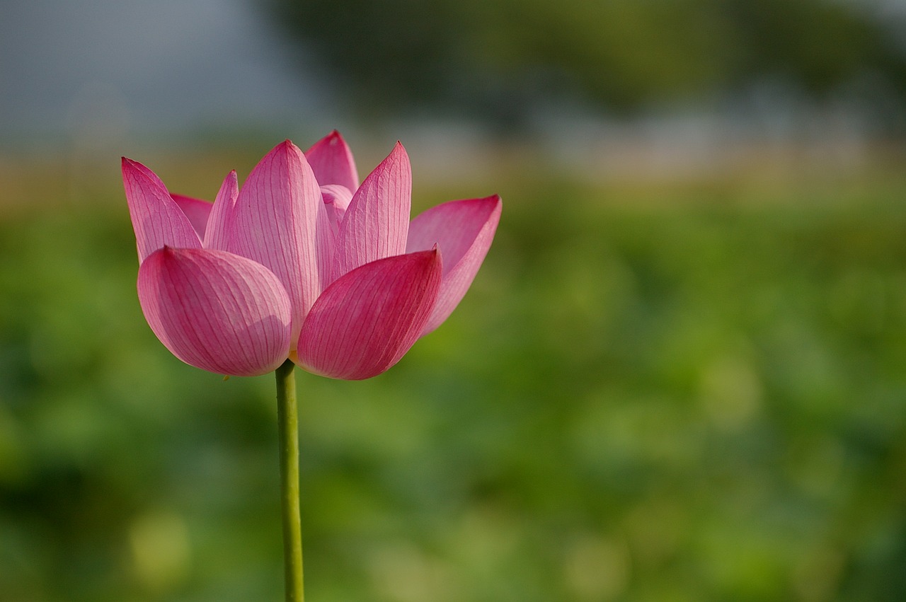 flowers  lotus  nature free photo