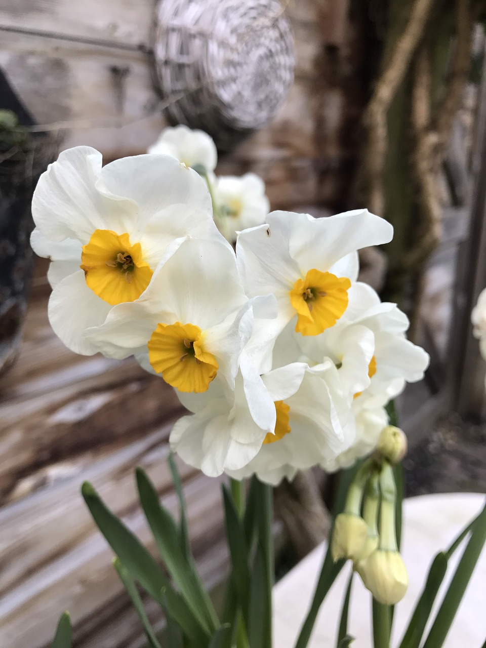 flowers  white  blooming free photo