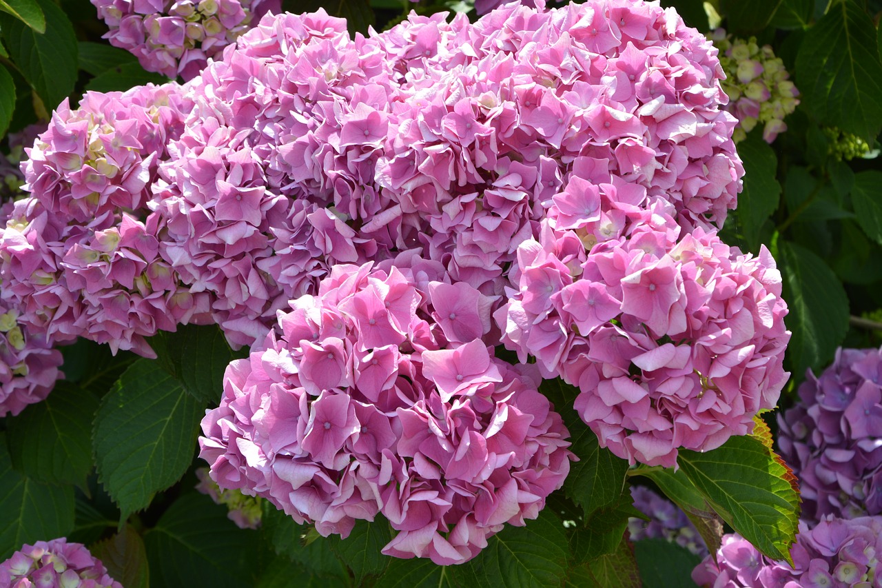 flowers  flowers hydrangea pink color  nature free photo