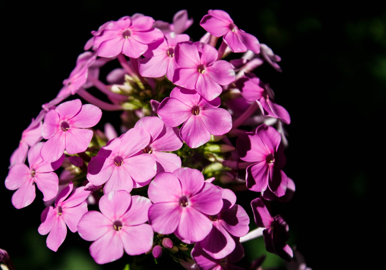 flowers  purple  bloom free photo