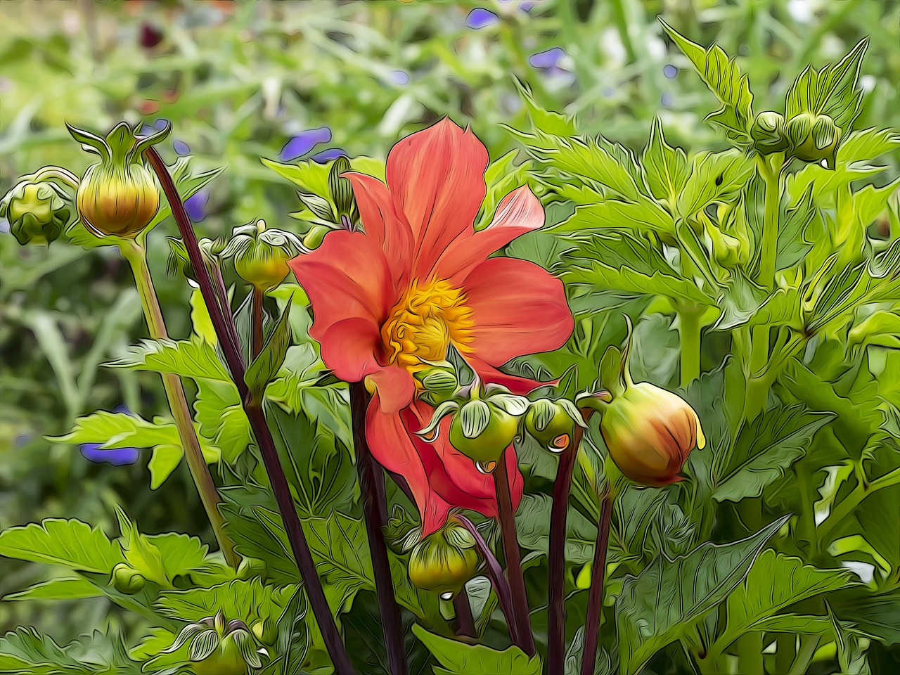 flowers  dahlias  dahlia free photo