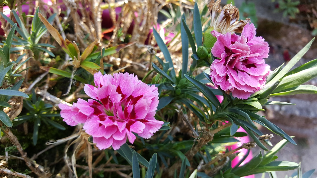 Pink Green Plant