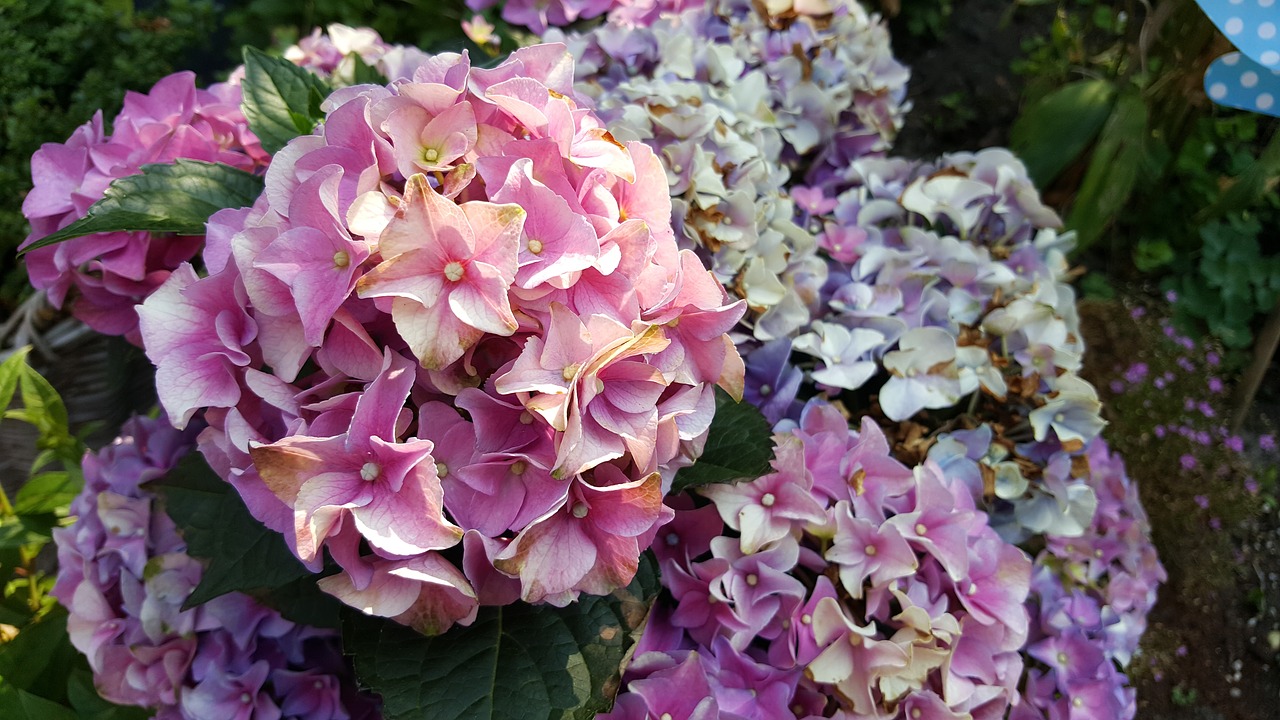 flowers  pink  hydrangea free photo