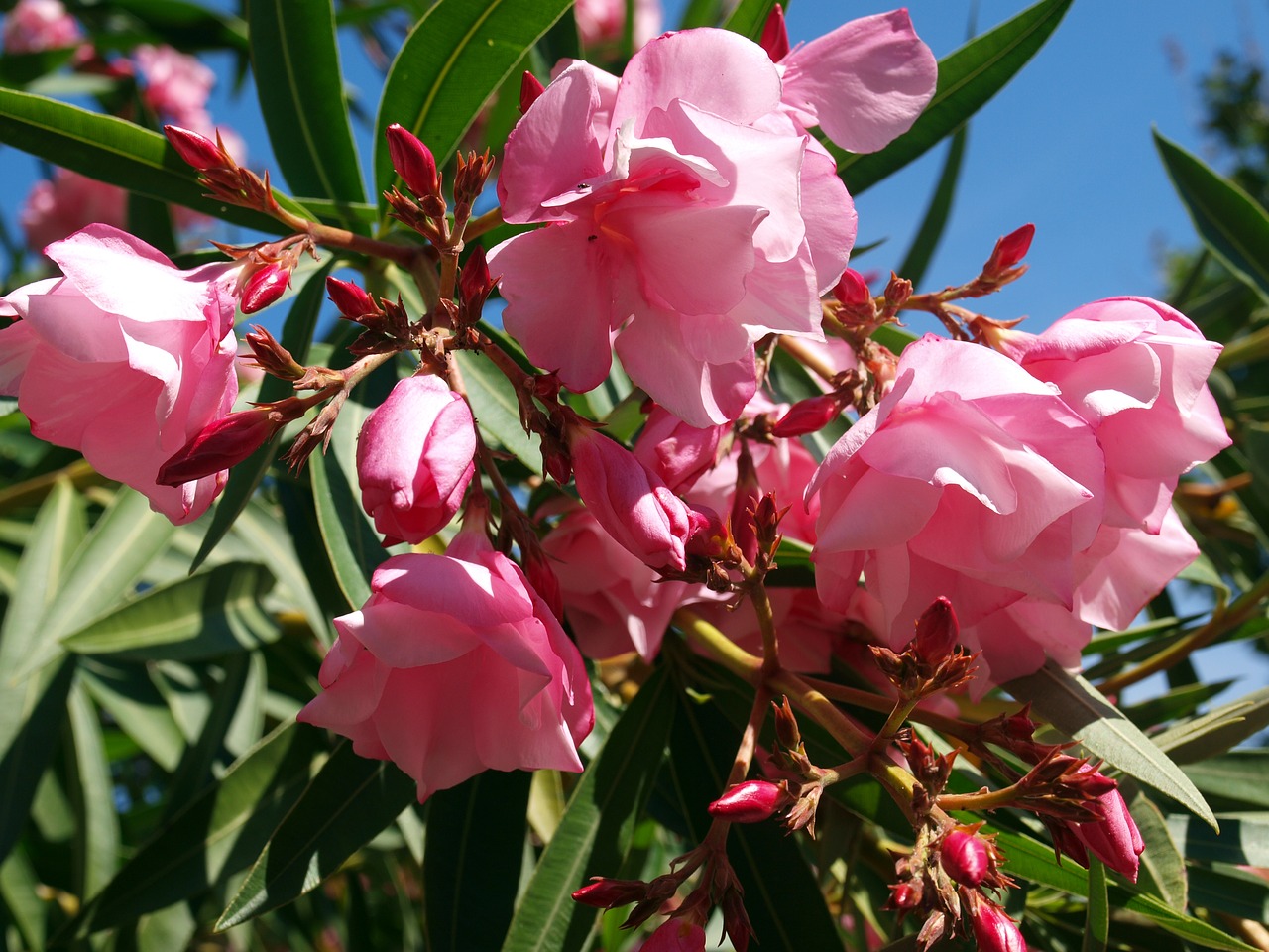 flowers  shrub in bloom  flowering free photo