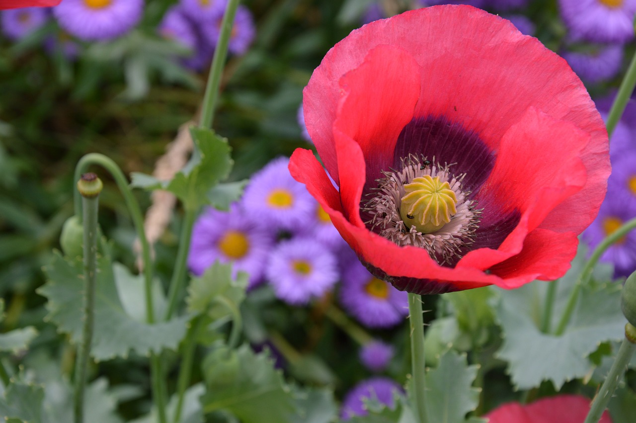 flowers  poppy  bloom free photo