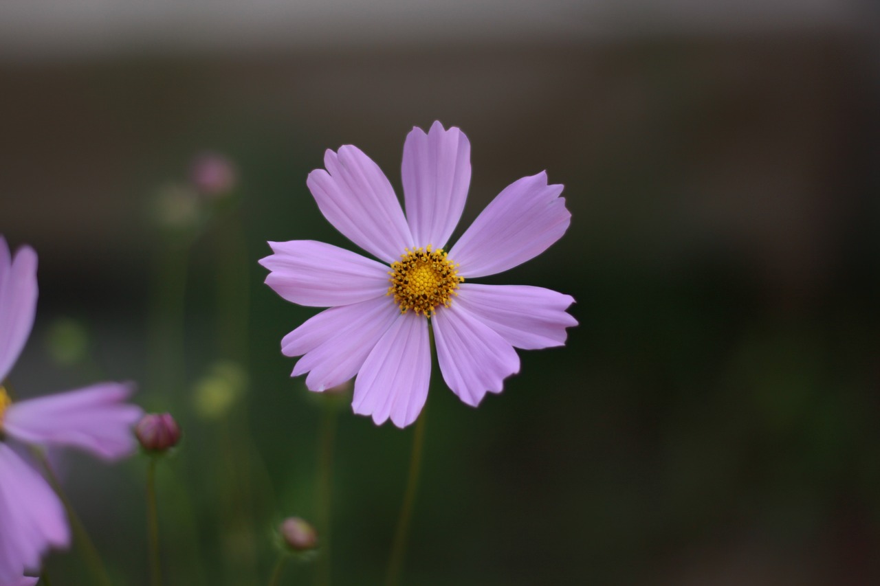 flowers  nature  wildflower free photo