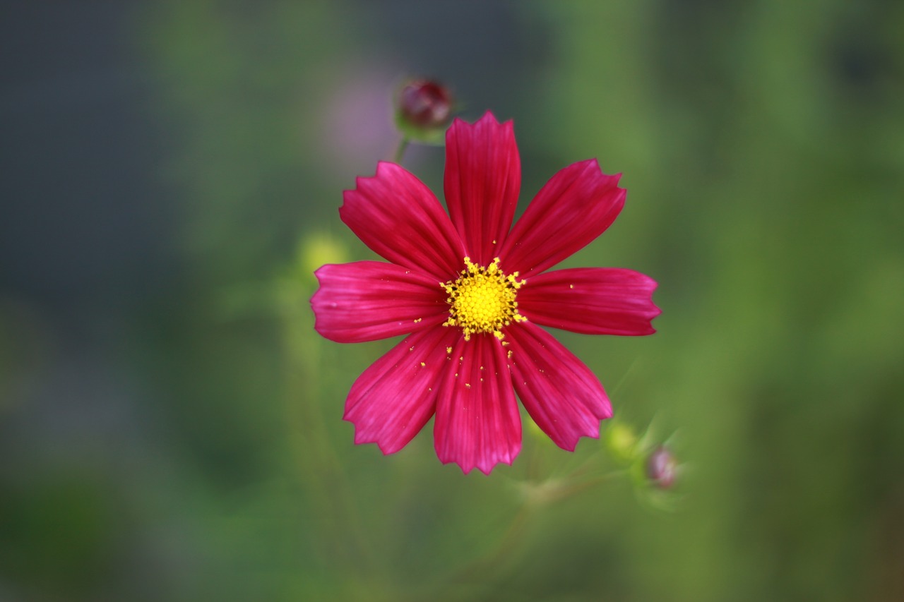 flowers  nature  wildflower free photo