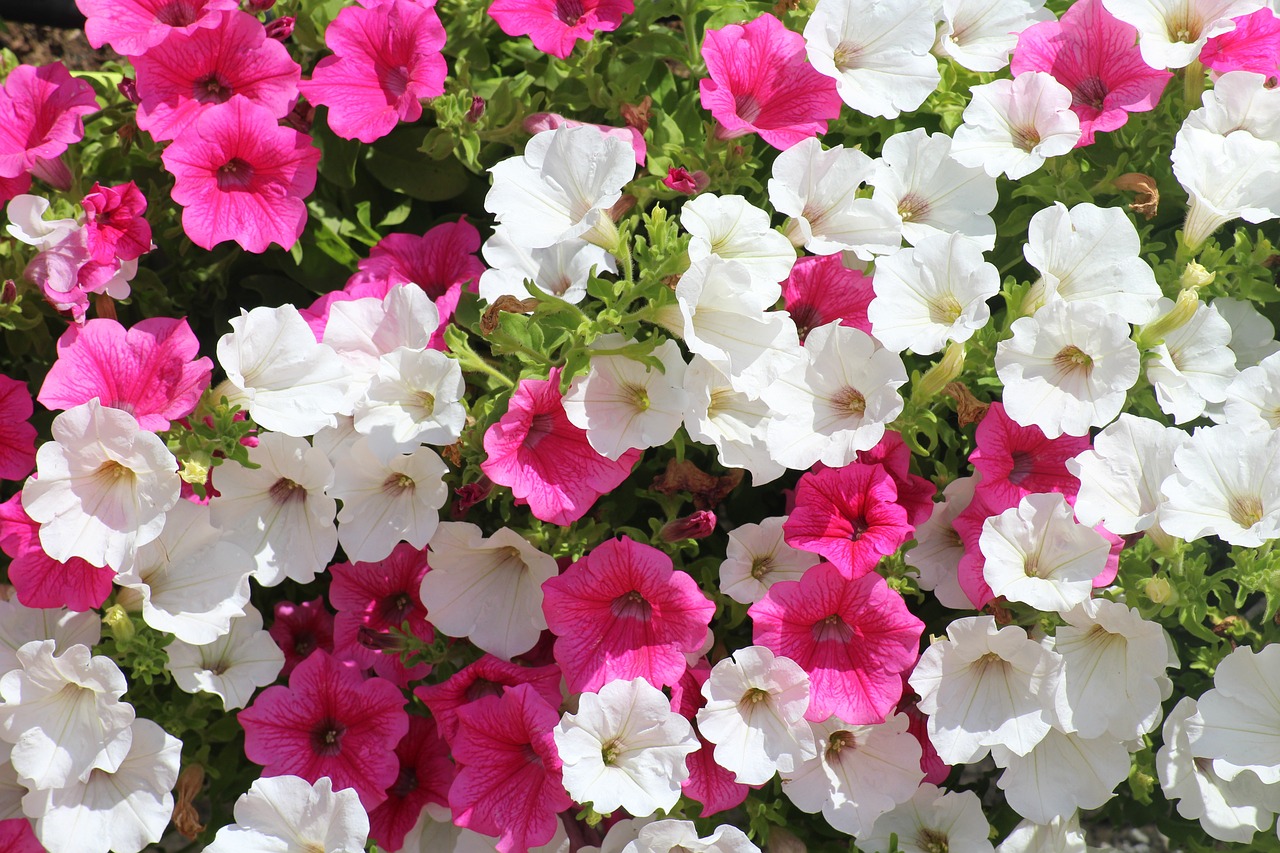 flowers  petunias  summer free photo