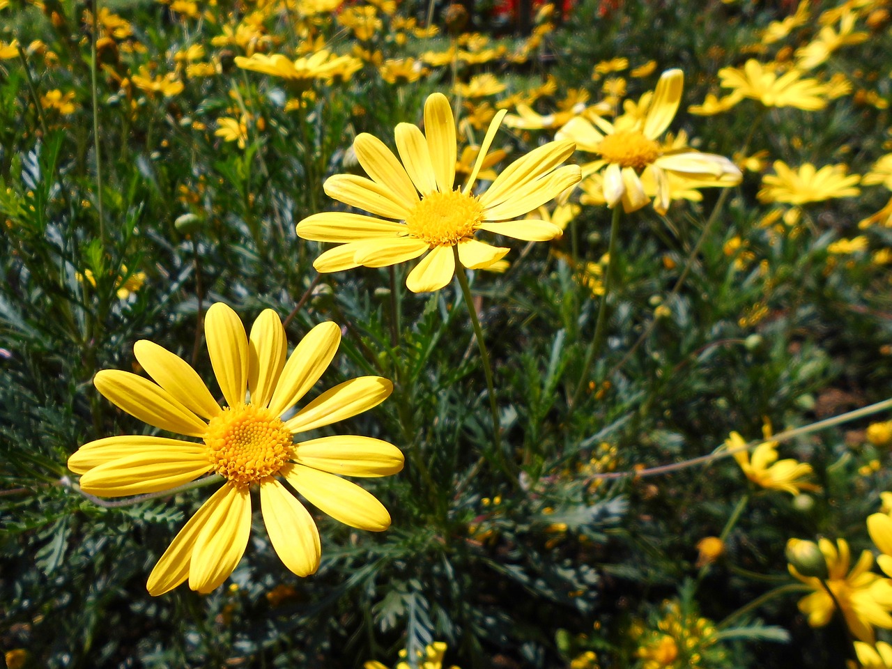 flowers  garden  blossom free photo