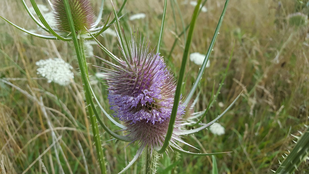 flowers  flower  nature free photo