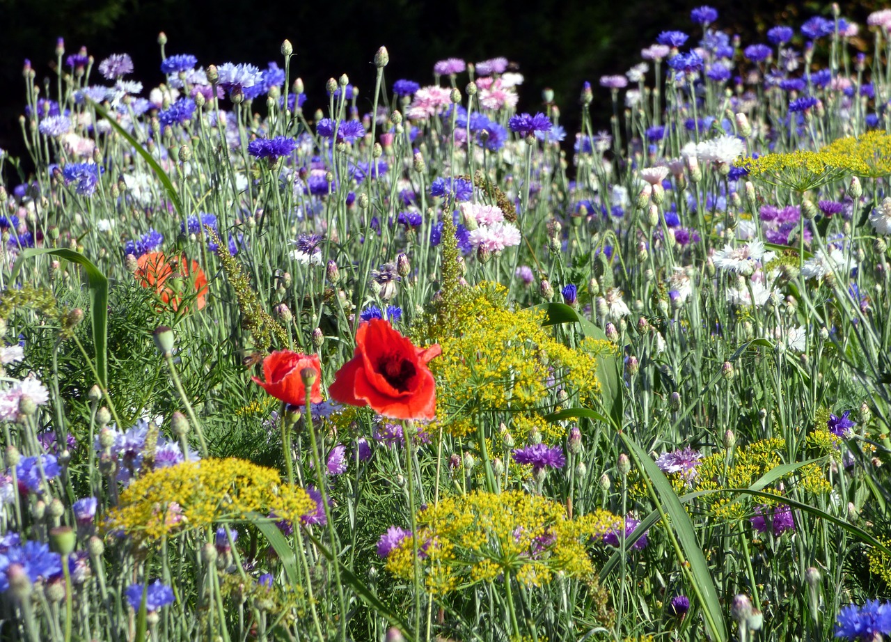 flowers  garden  nature free photo