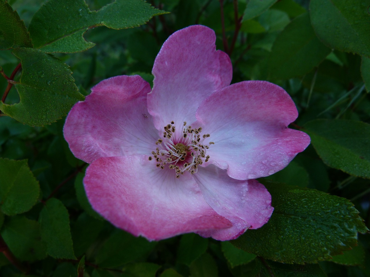 flowers pink macro free photo