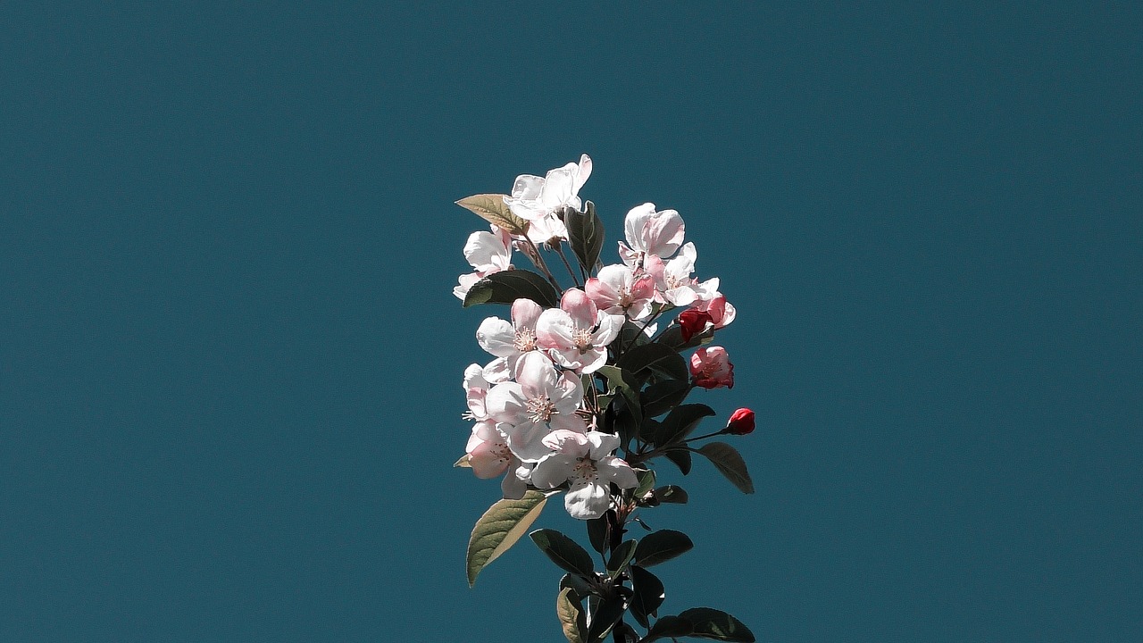 flowers  garden  blossom free photo