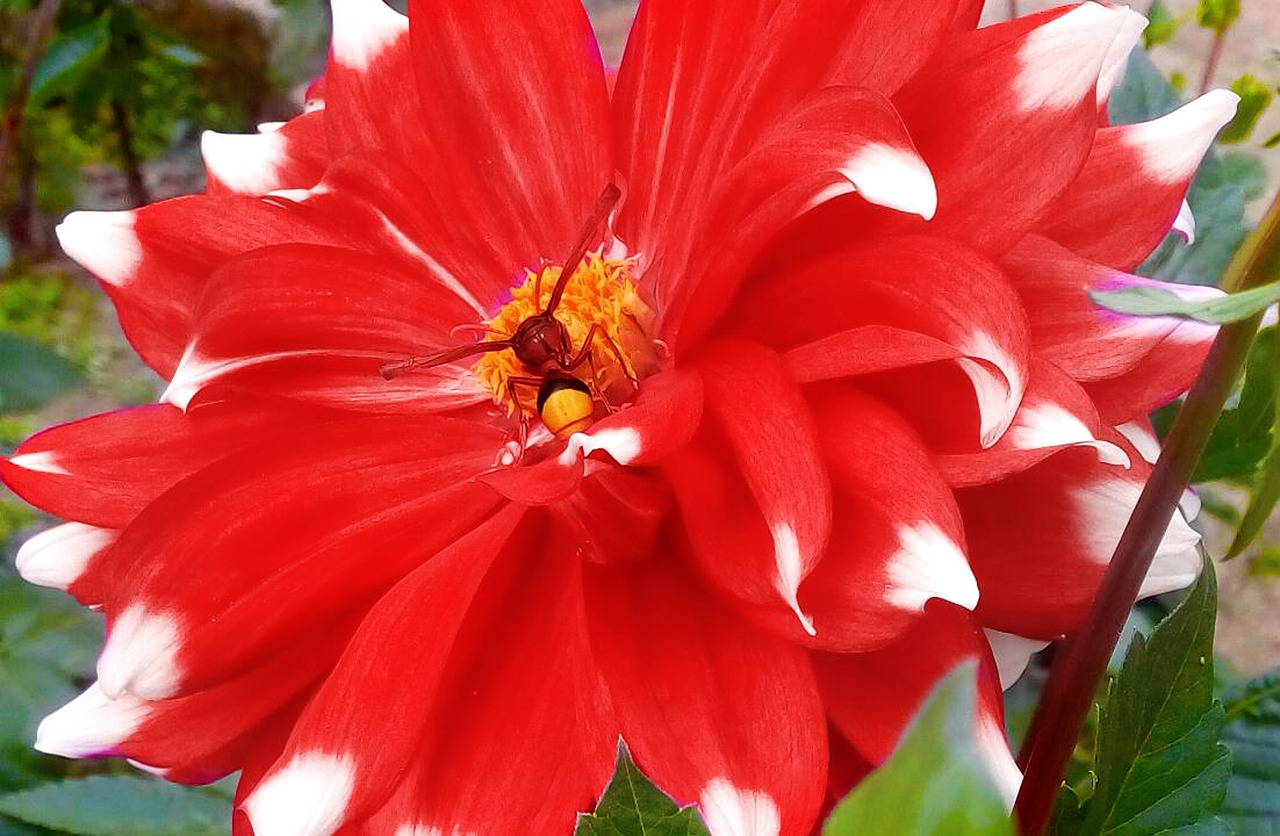 flowers  red flowers  bloom free photo