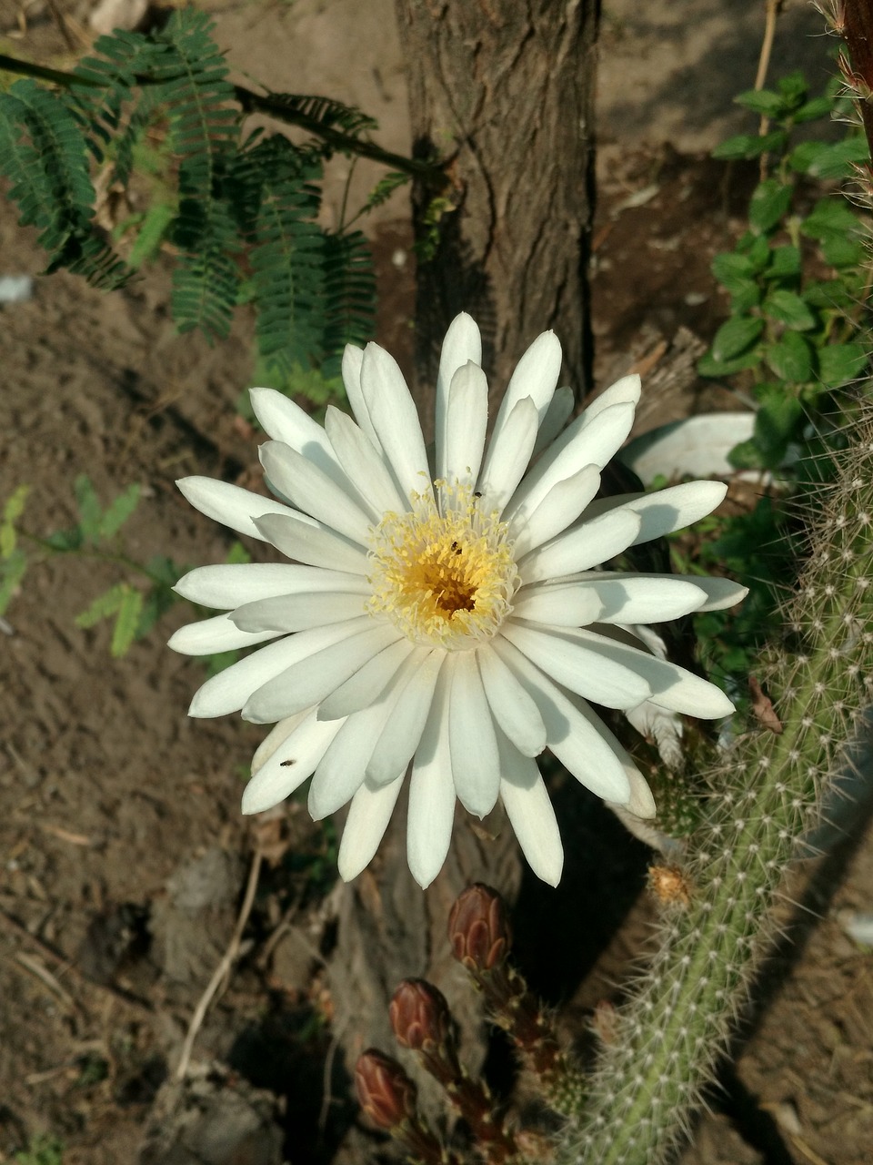 flowers  cactus  nature free photo