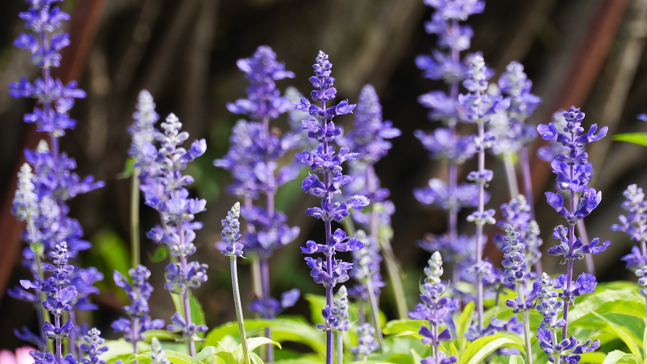 flowers  spring  spring flowers free photo