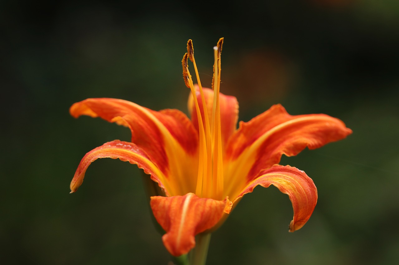 flowers  lily  plants free photo