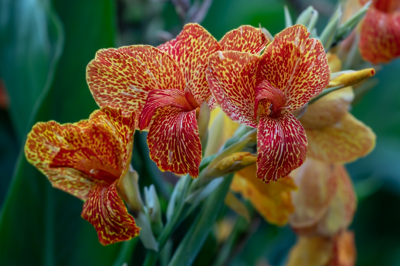 flowers  iris  nature free photo