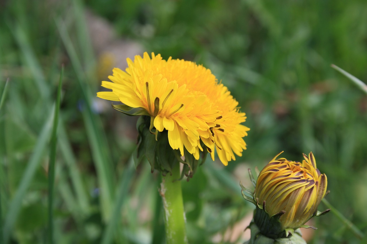 flowers  mountain  yellow free photo