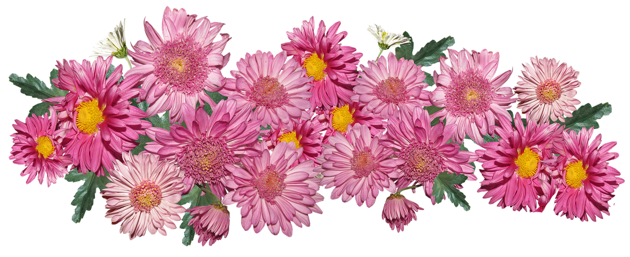 flowers  chrysanthemum  pink free photo