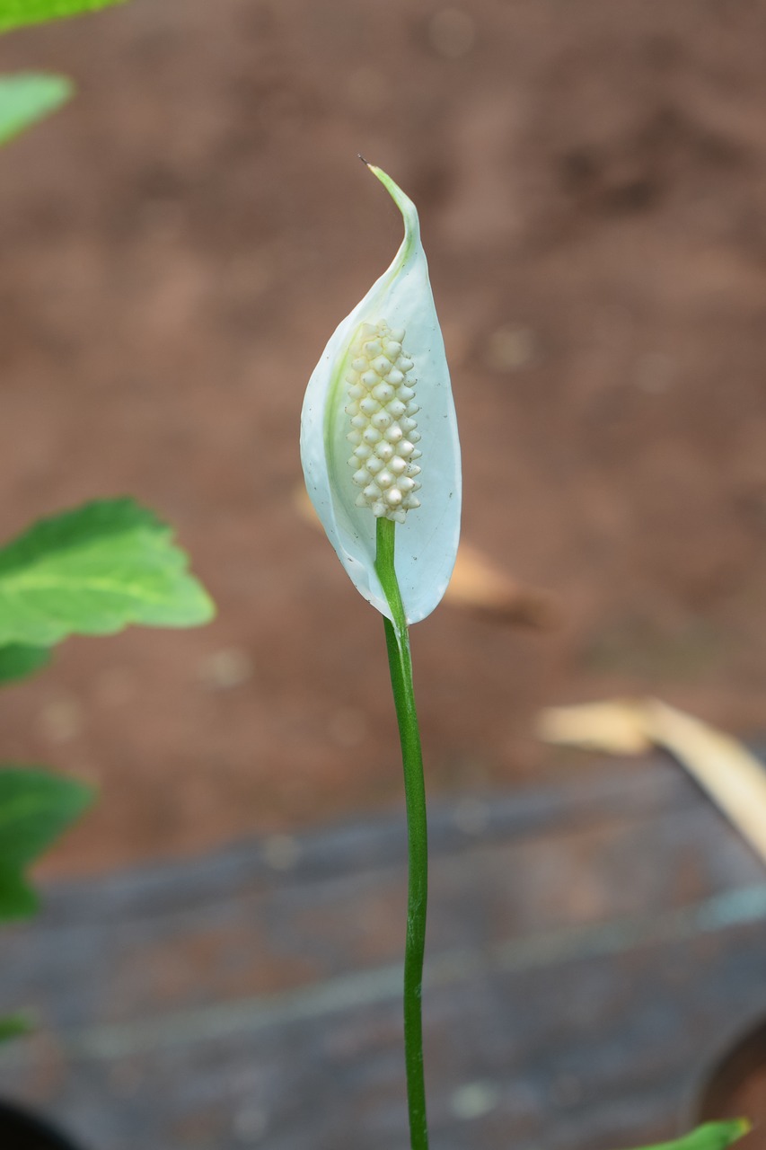 flowers  white flowers  elegance free photo