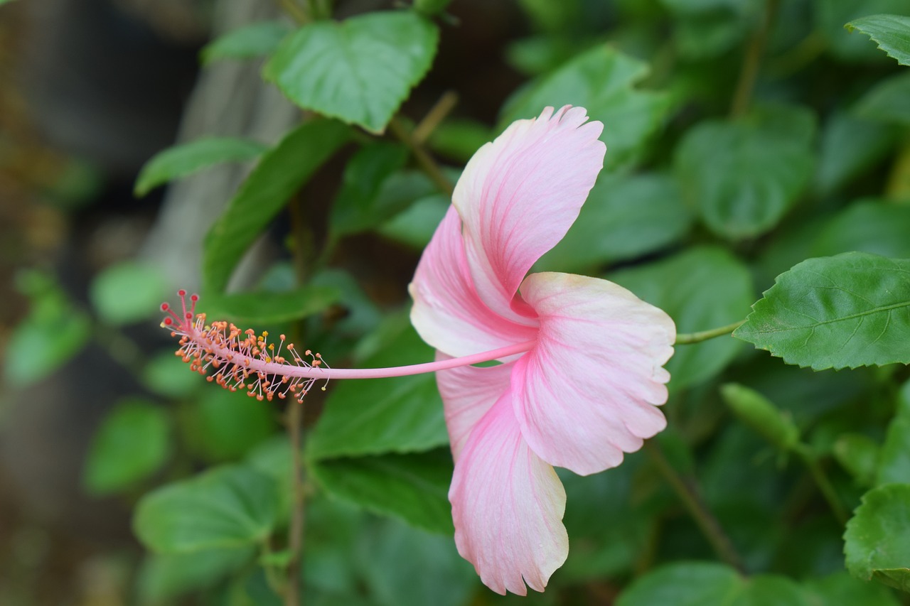 flowers  pink  plants free photo