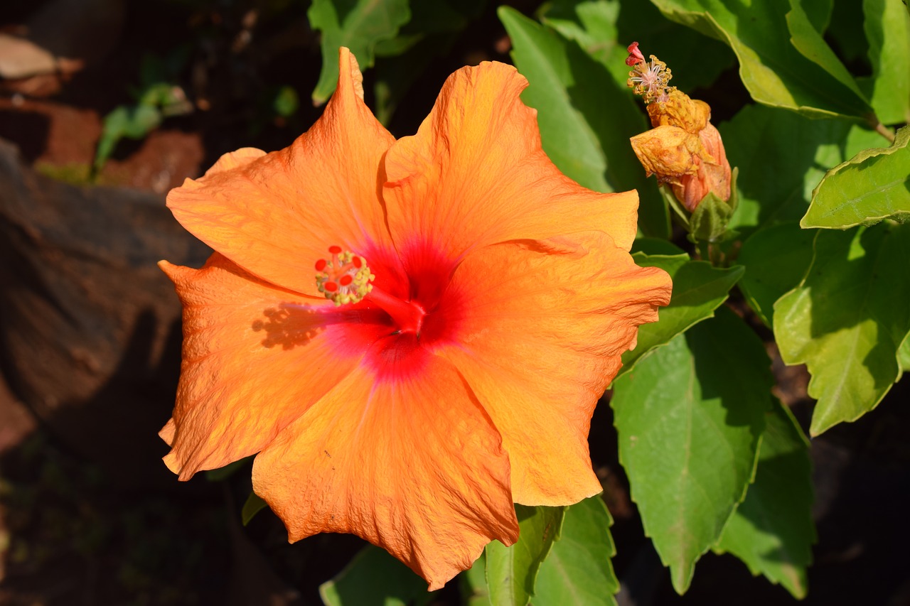 flowers  plants  orange flower free photo