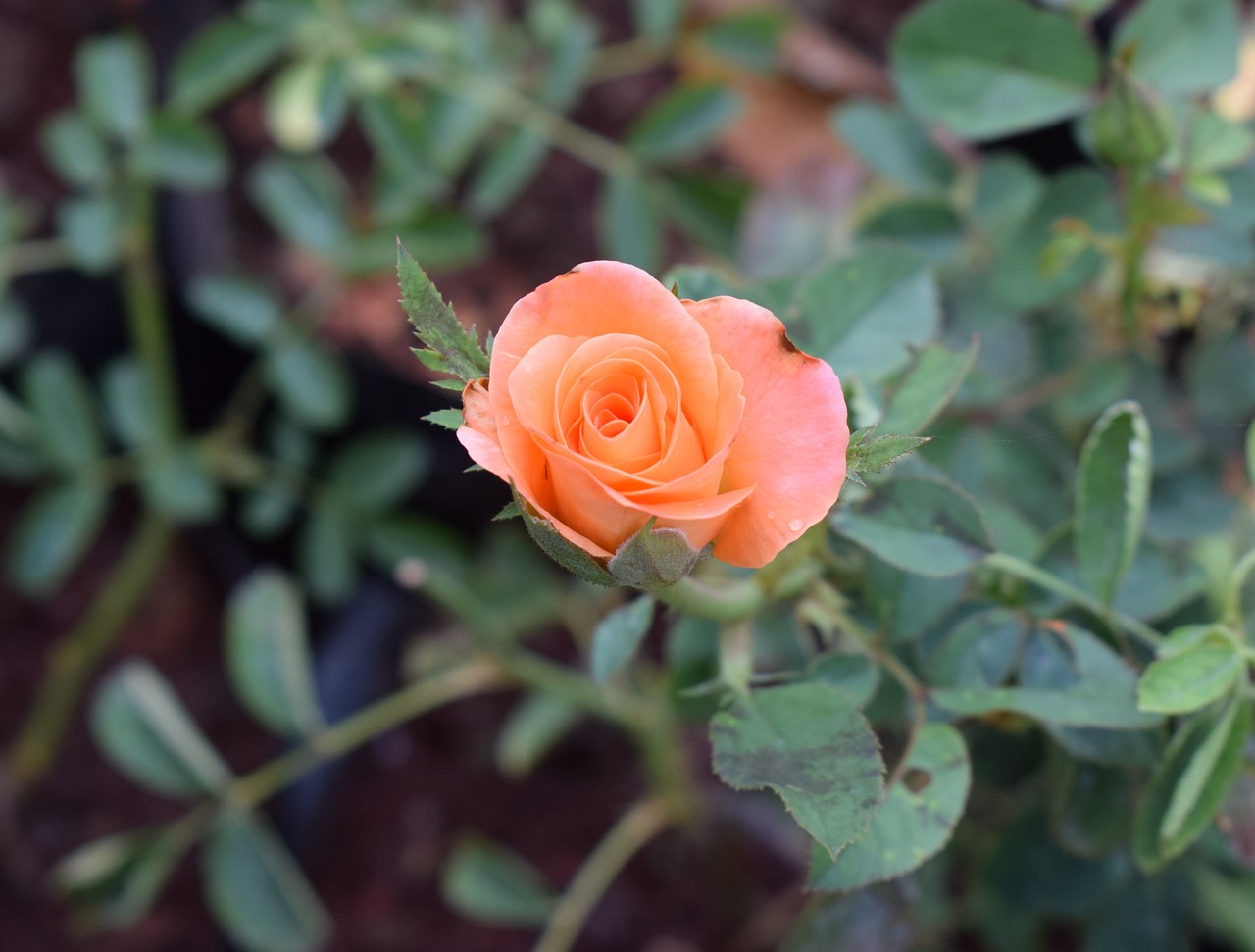 flowers  rose  plants free photo