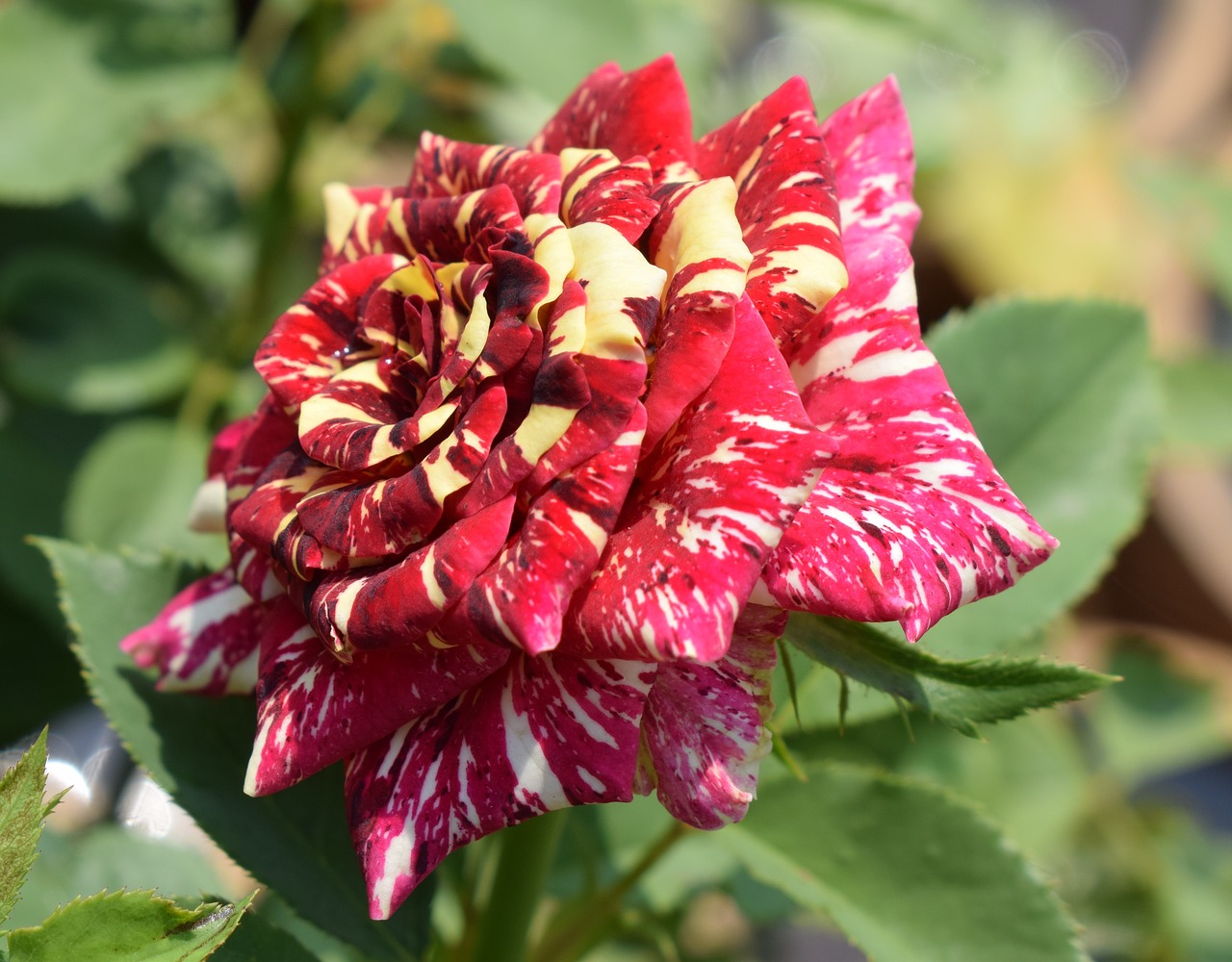 flowers  red rose  plants free photo