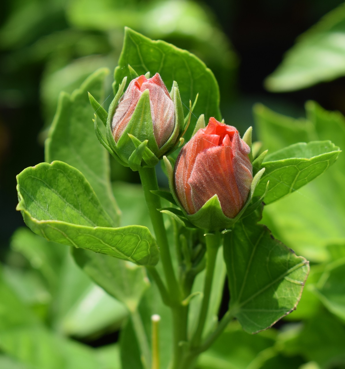 flowers  orange rose  plants free photo