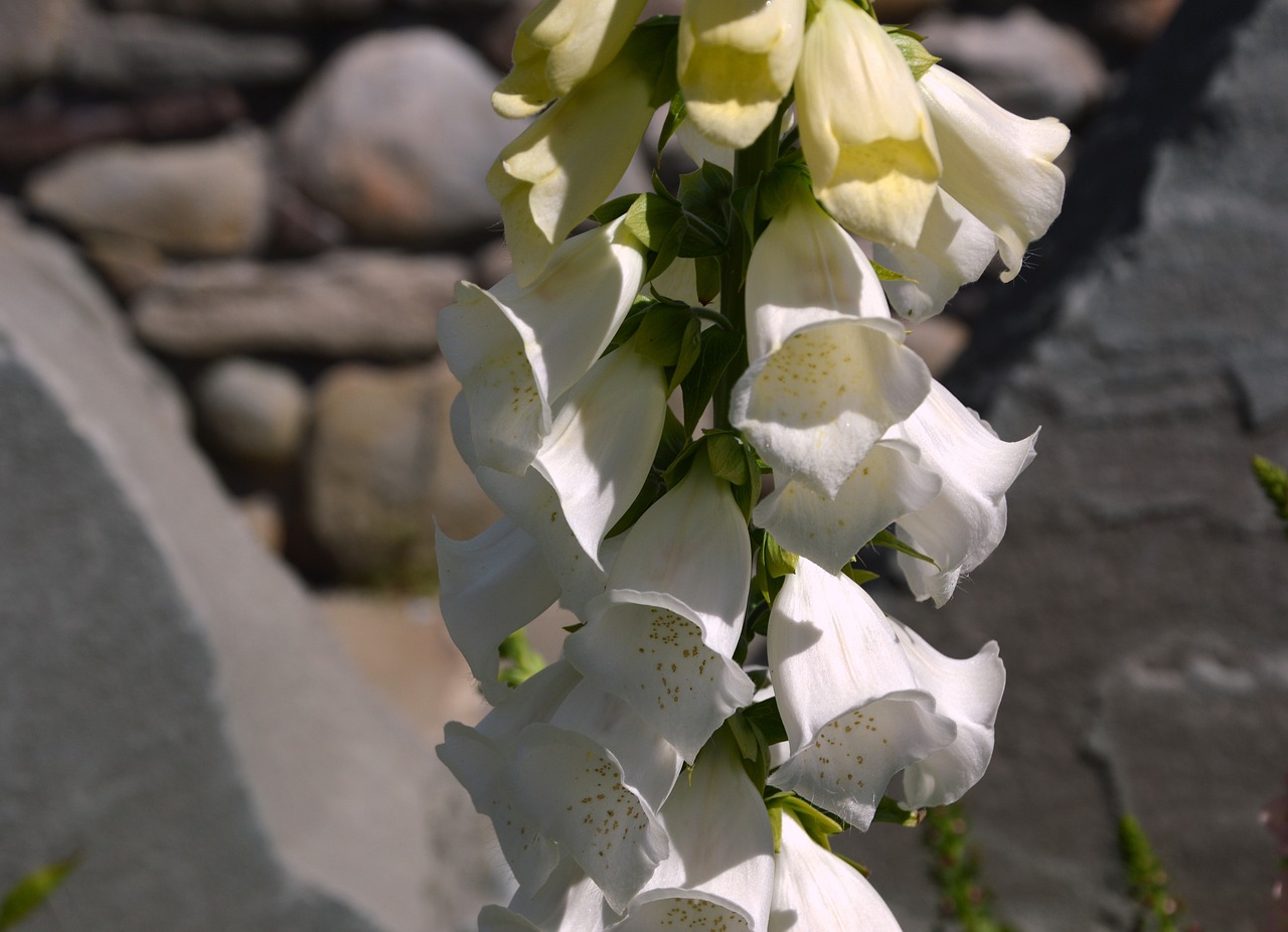 flowers  thimble  digitalis free photo