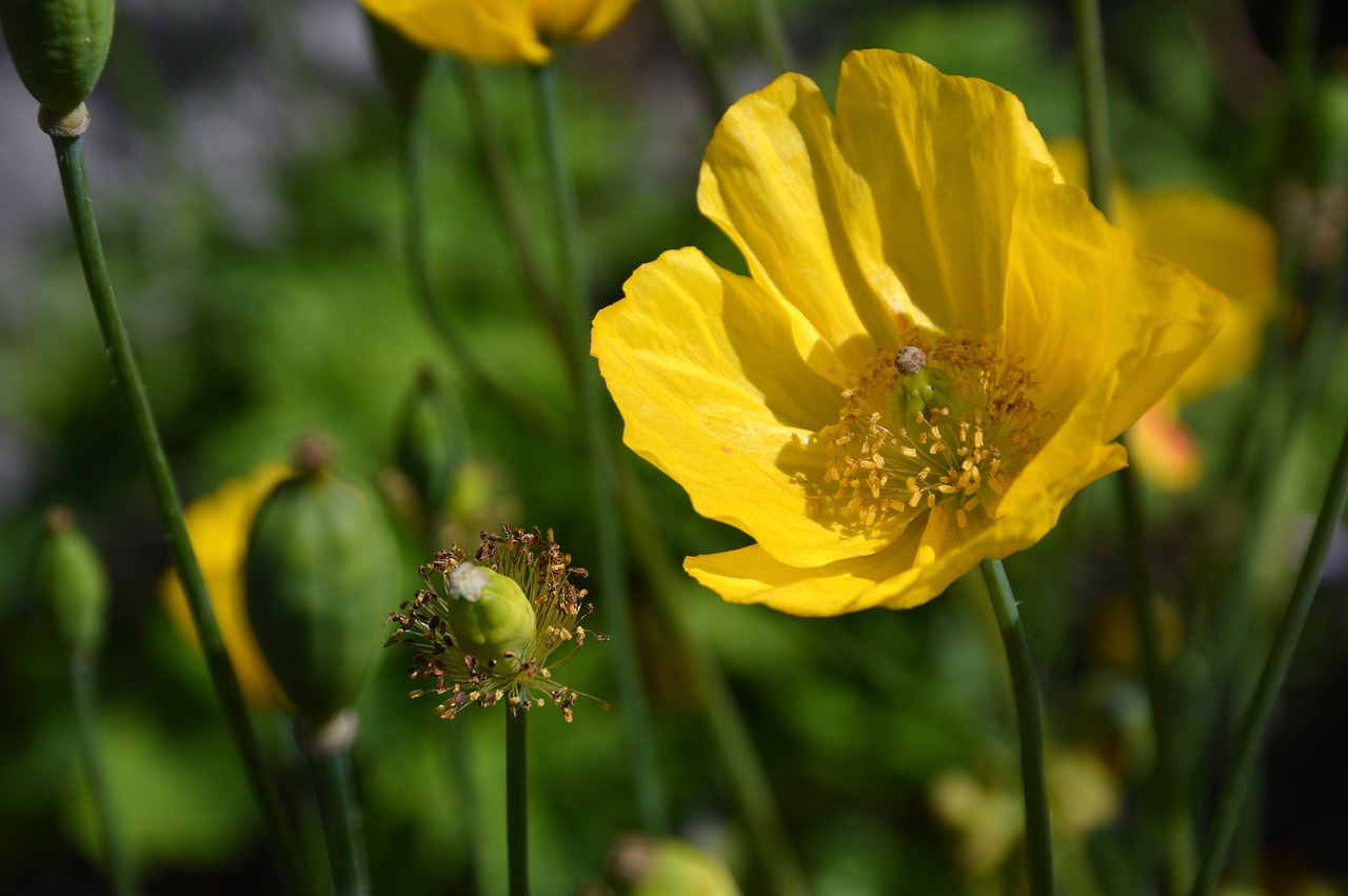 flowers  poppy  yellow free photo