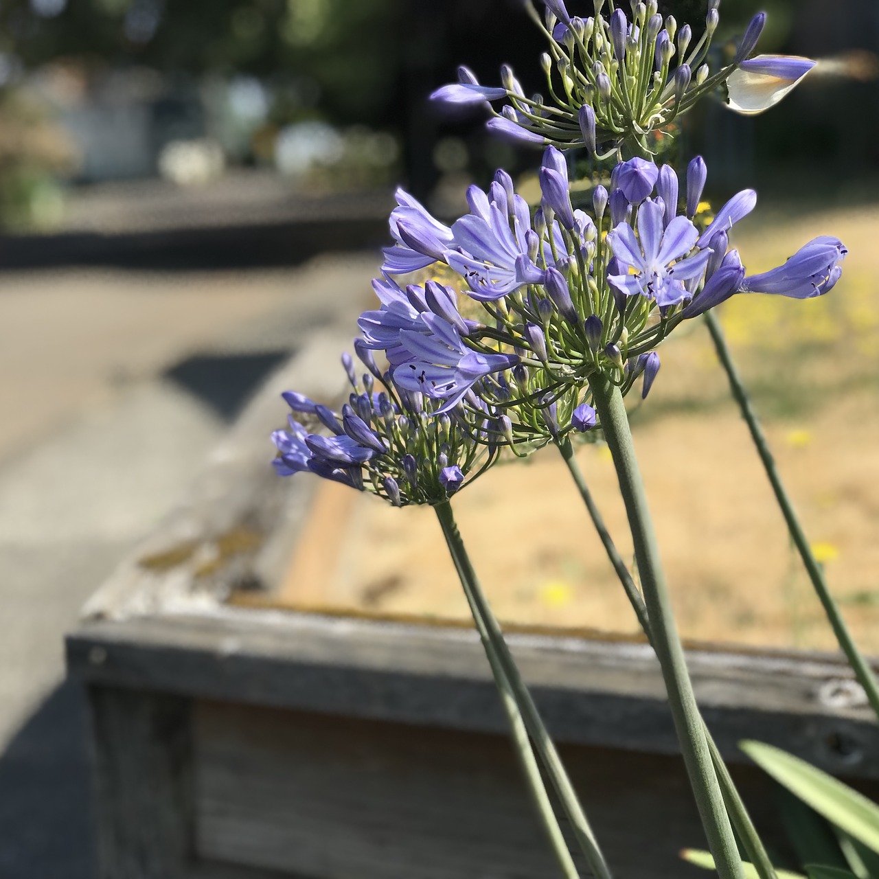 flowers  nature  pretty free photo