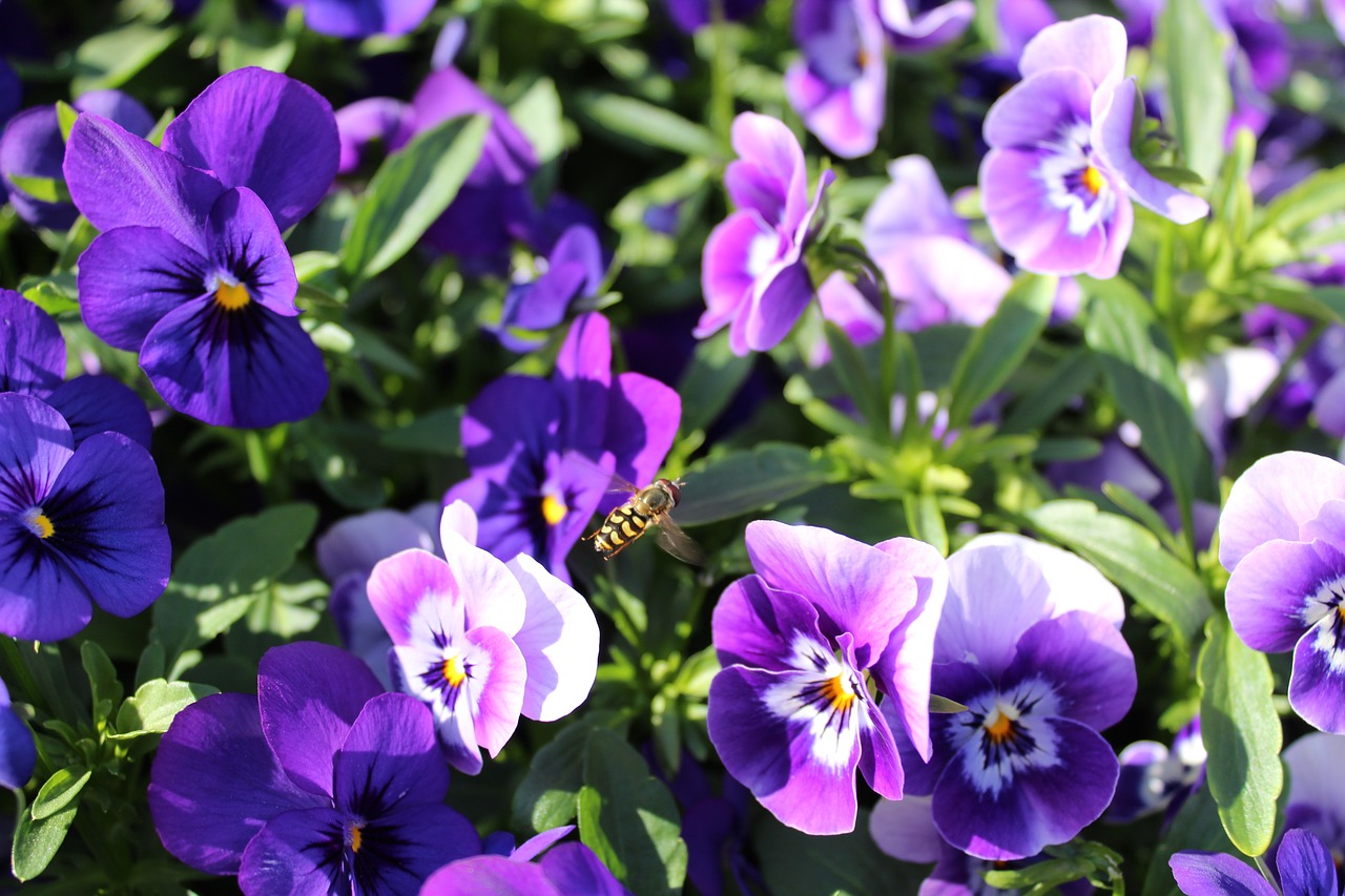 flowers  bee  nature free photo