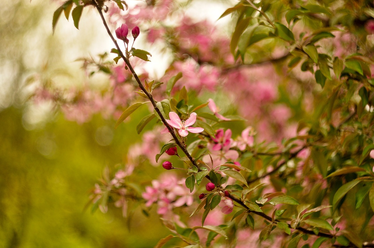 flowers  spring  greens free photo