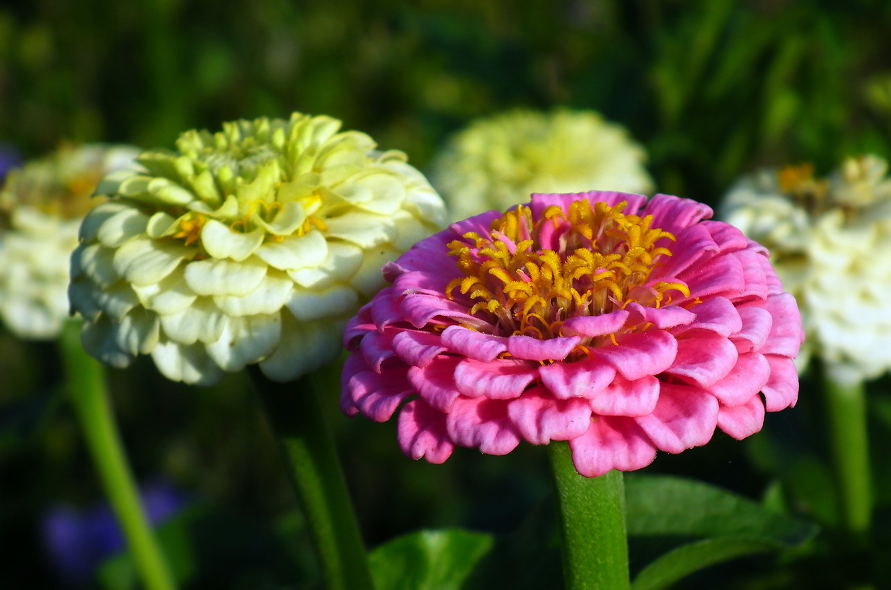 flowers  tin  summer free photo