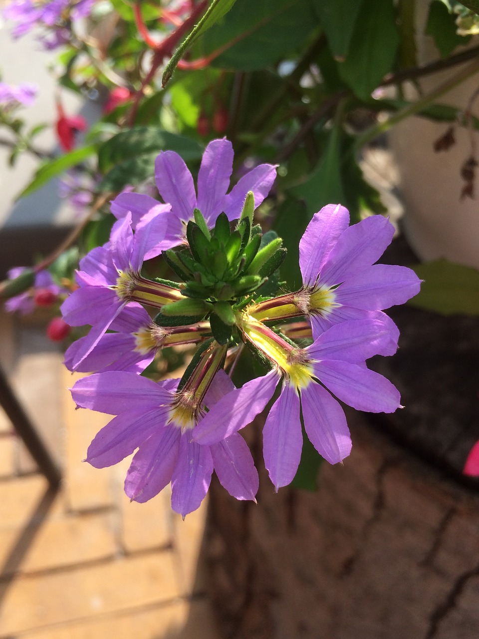 flowers  purple  summer free photo