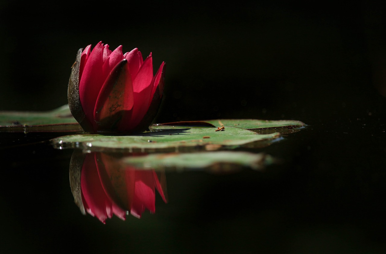 flowers  lotus  rosa free photo