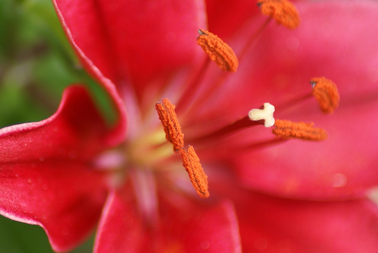 flowers macro stamens free photo