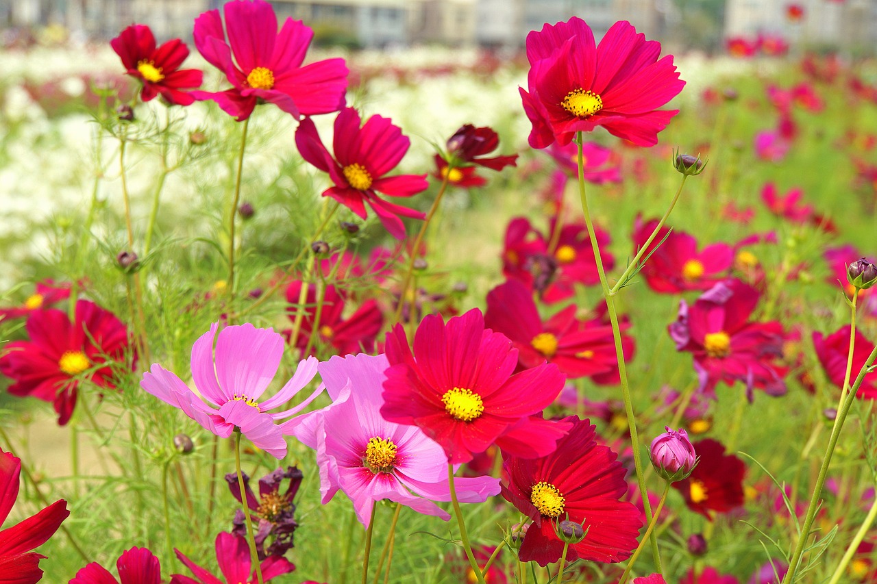 flowers  sea of flowers  cosmos free photo