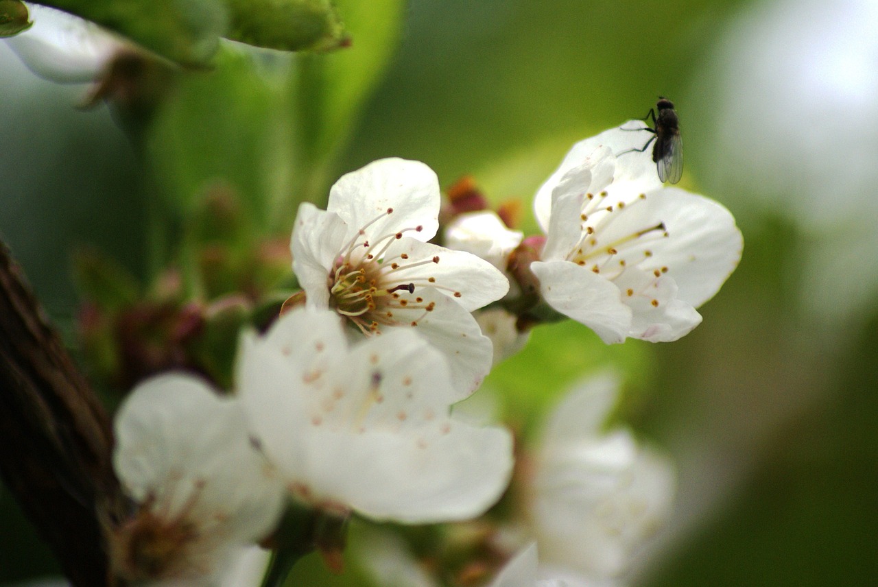 flowers close white free photo