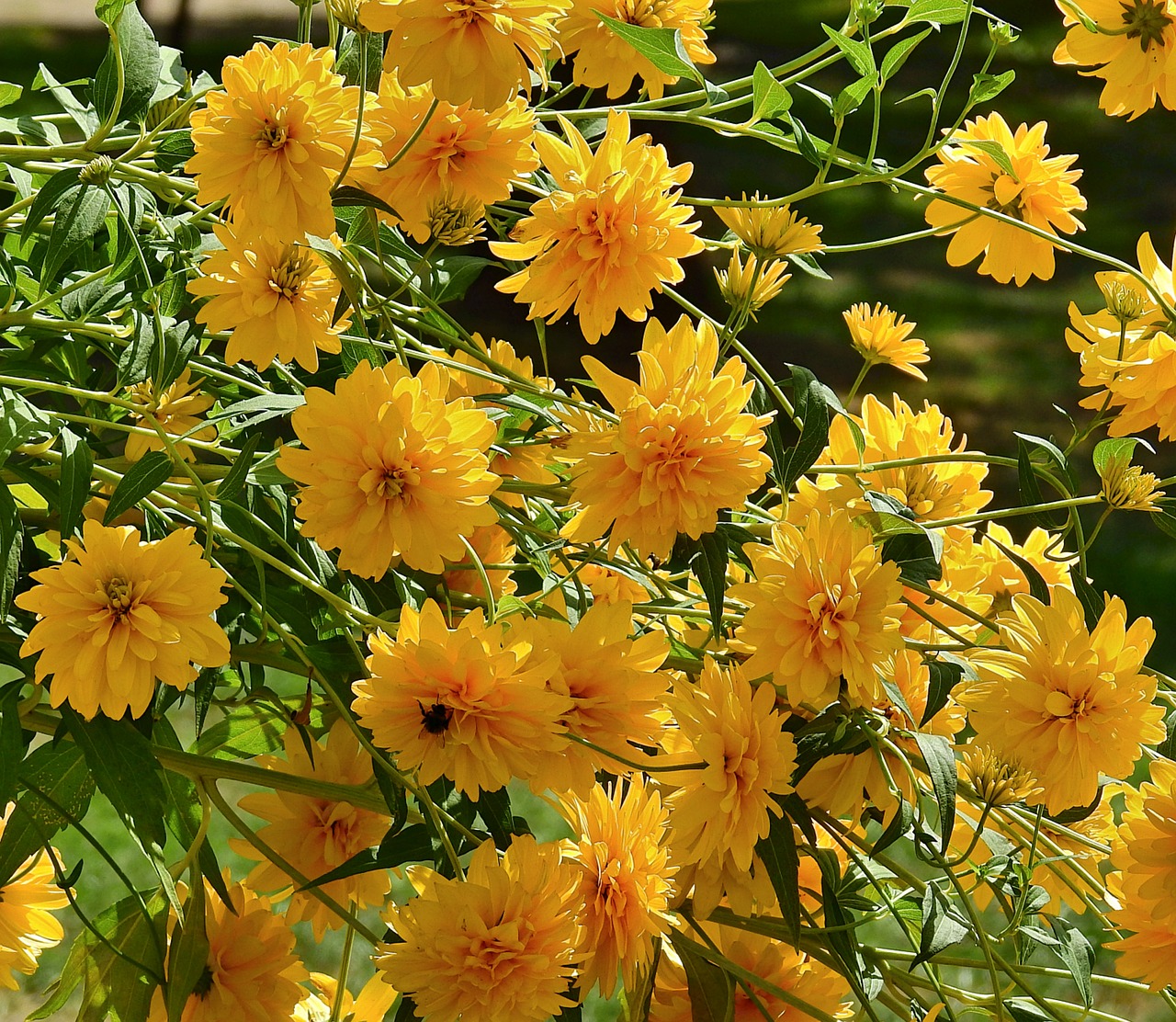 flowers  yellow  nature free photo