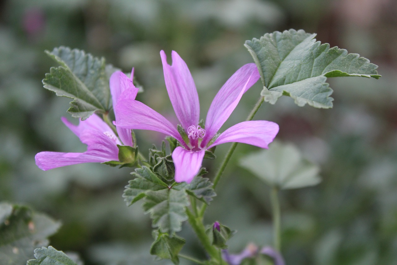 flowers  plants  garden free photo