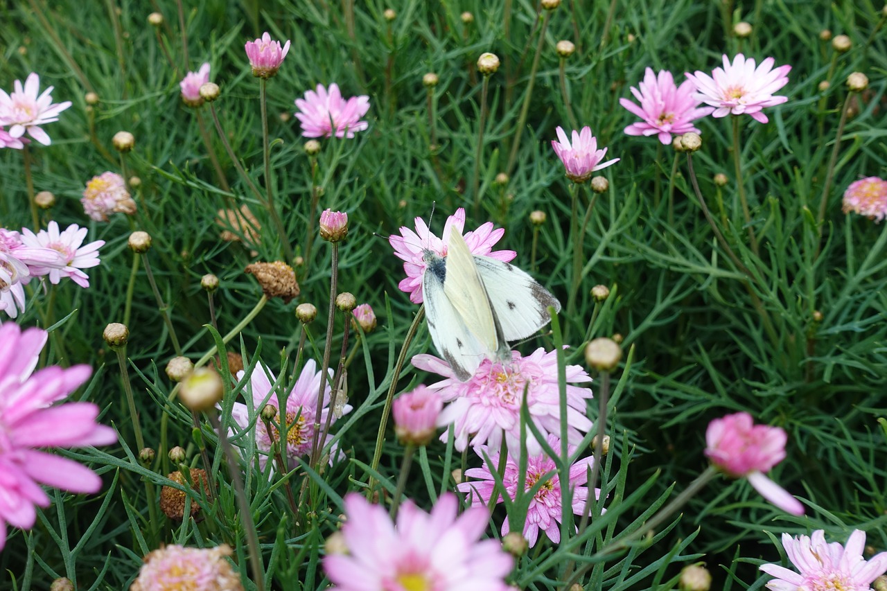 flowers  garden  nature free photo