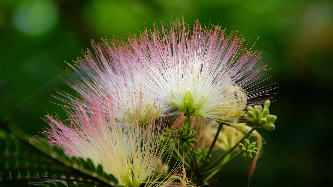 flowers  wildflower  nature free photo